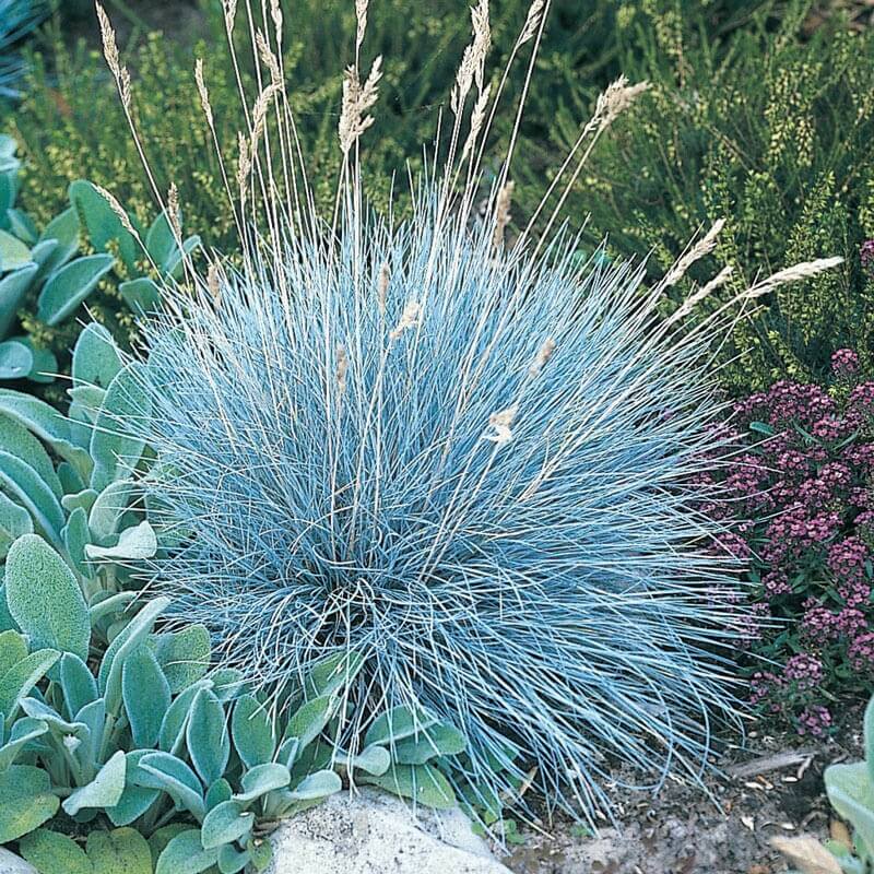 festuca glauca seeds