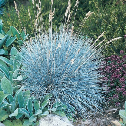 festuca glauca seeds