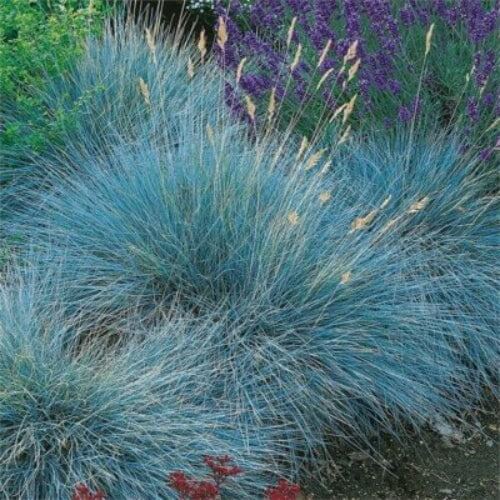 festuca glauca seeds