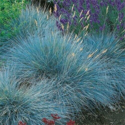 festuca glauca seeds