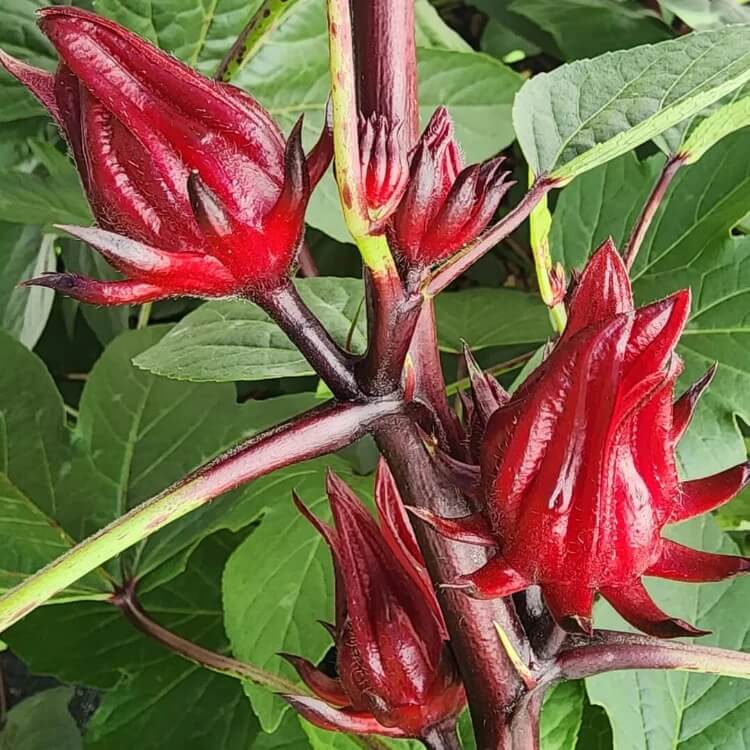 florida cranberry seeds