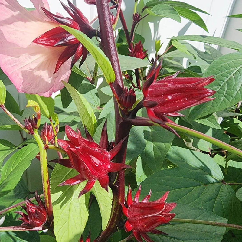florida cranberry seeds