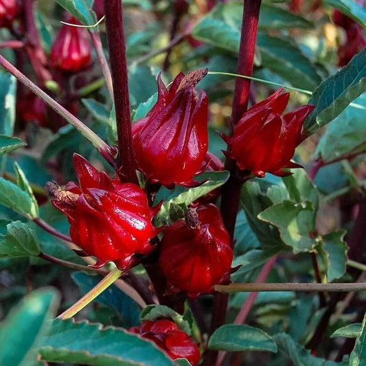 florida cranberry seeds