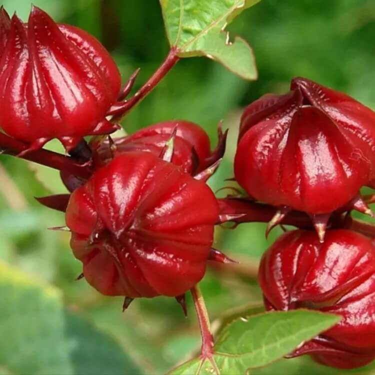 florida cranberry seeds