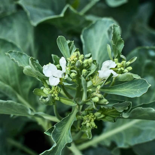 gai lan seeds