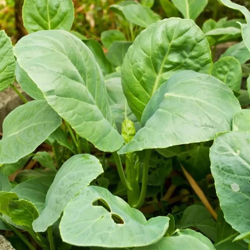 gai lan seeds
