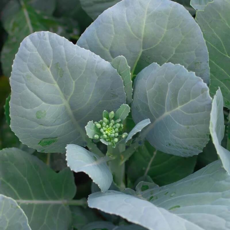 gai lan seeds