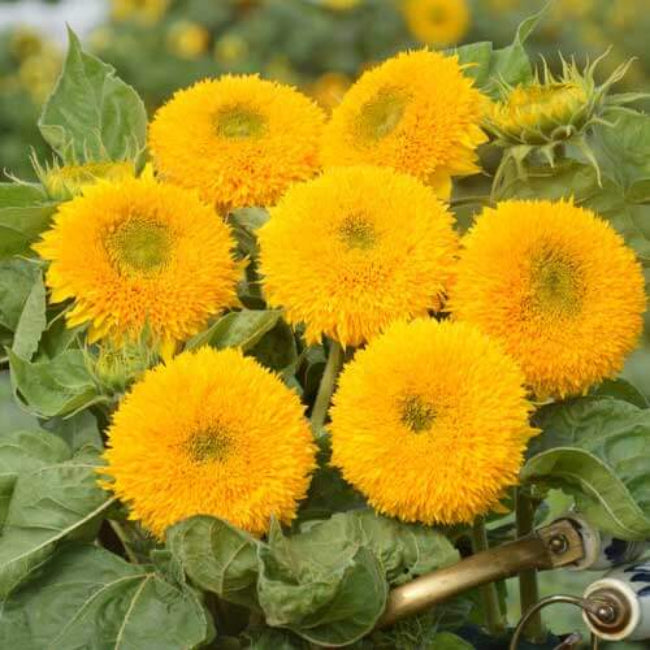 Teddy Bear Sunflower Seeds - Flower Plant