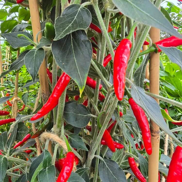 goats weed pepper seeds