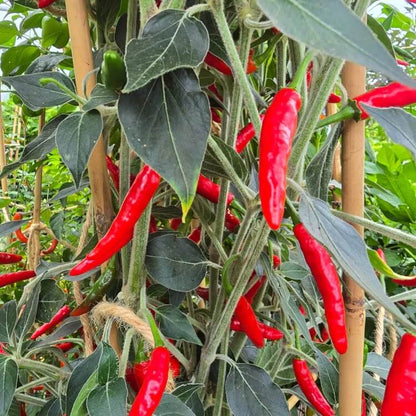 goats weed pepper seeds