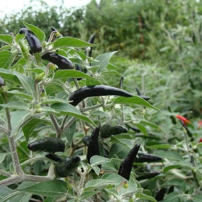 goats weed pepper seeds