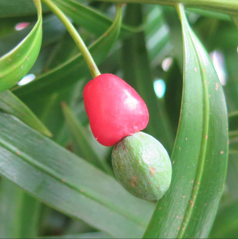 green Podocarpus  Seeds