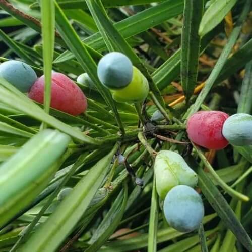 green Podocarpus  Seeds