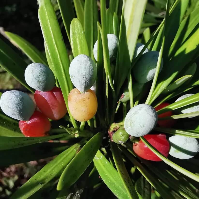 green Podocarpus  Seeds