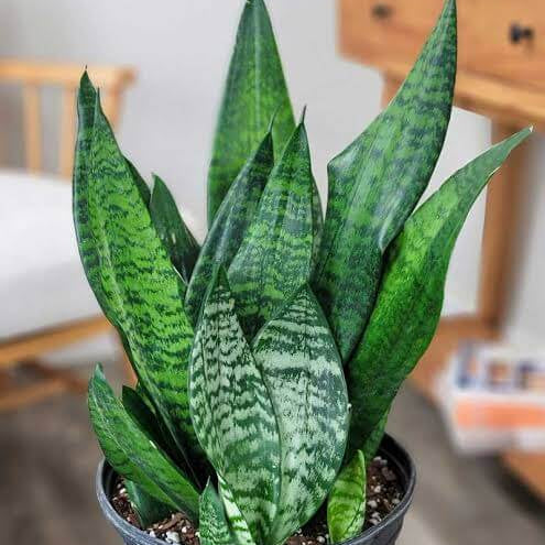 green Sansevieria  Seeds
