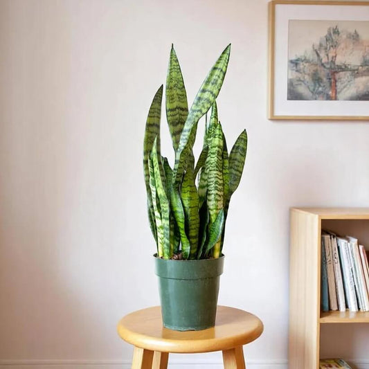 green Sansevieria  Seeds