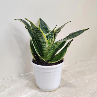 green Sansevieria  Seeds