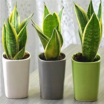 green Sansevieria  Seeds