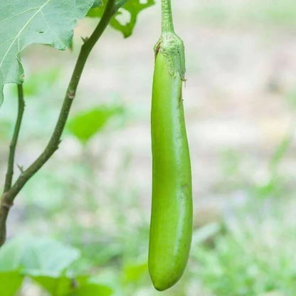 green Solanum Melongena  Seeds 