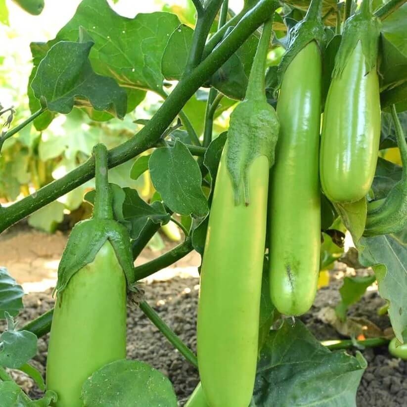 green Solanum Melongena  Seeds 