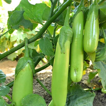 green Solanum Melongena  Seeds 