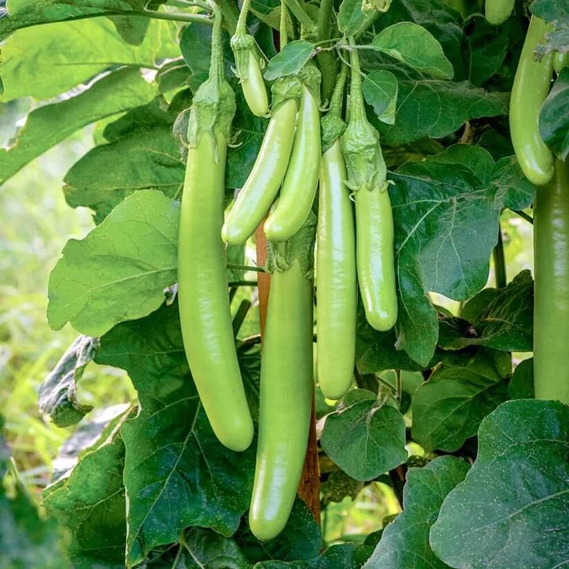 green Solanum Melongena  Seeds 