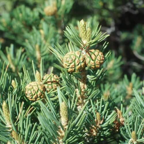 green pinyon pine seeds
