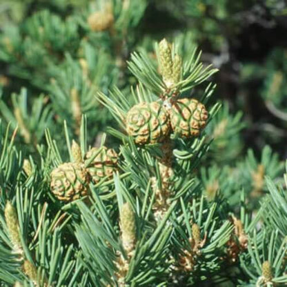 green pinyon pine seeds
