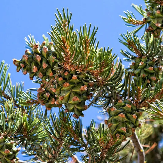 green pinyon pine seeds