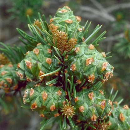 green pinyon pine seeds