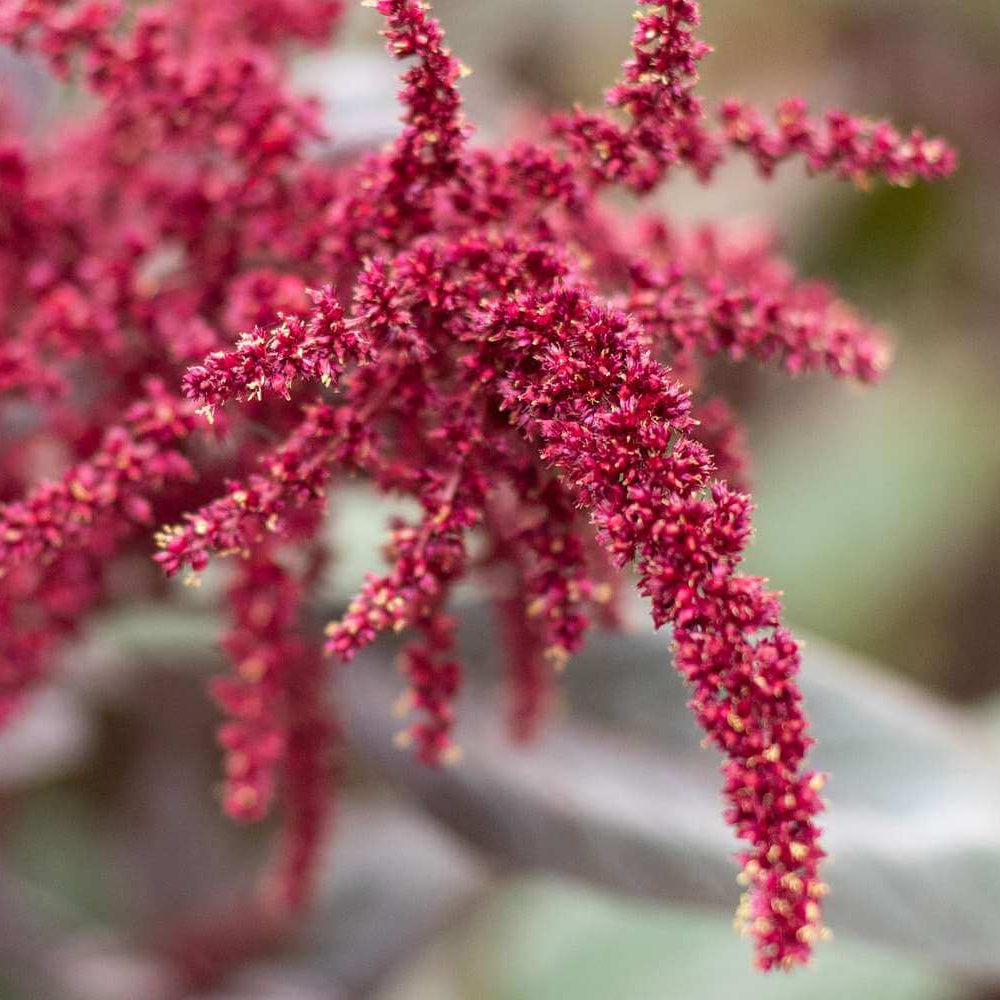 Amaranth Seeds