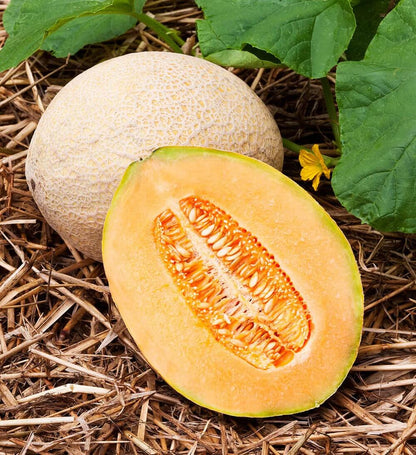 Hales Best Jumbo Cantaloupe Seeds - Fruit Plant