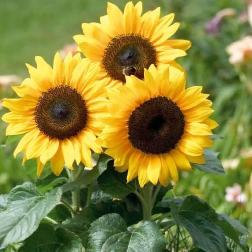 helianthus angustifolius seeds