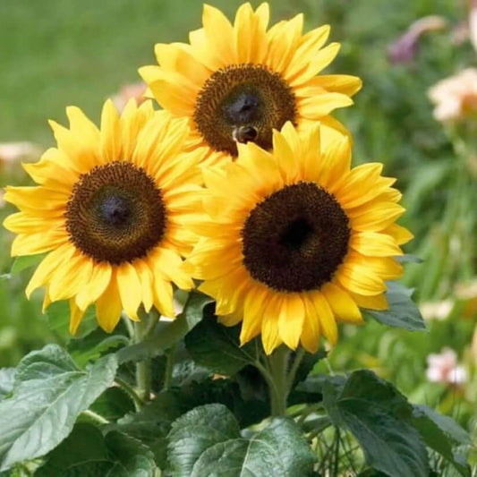 helianthus angustifolius seeds