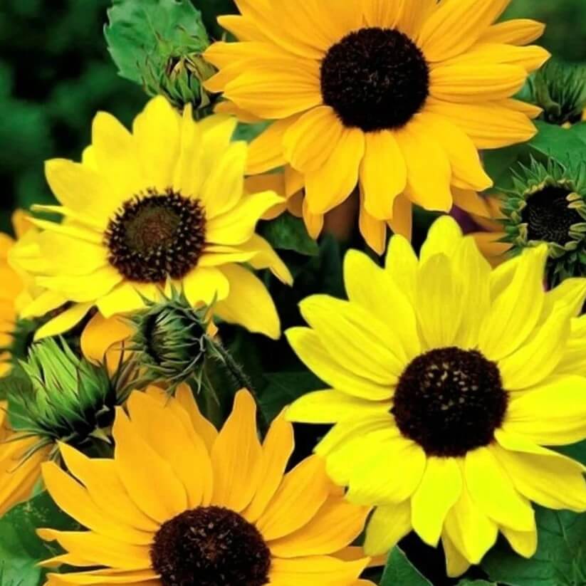 helianthus angustifolius seeds