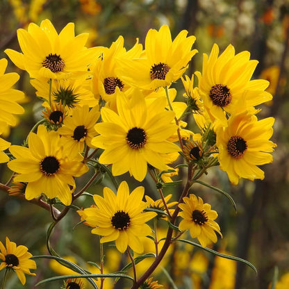 helianthus angustifolius seeds
