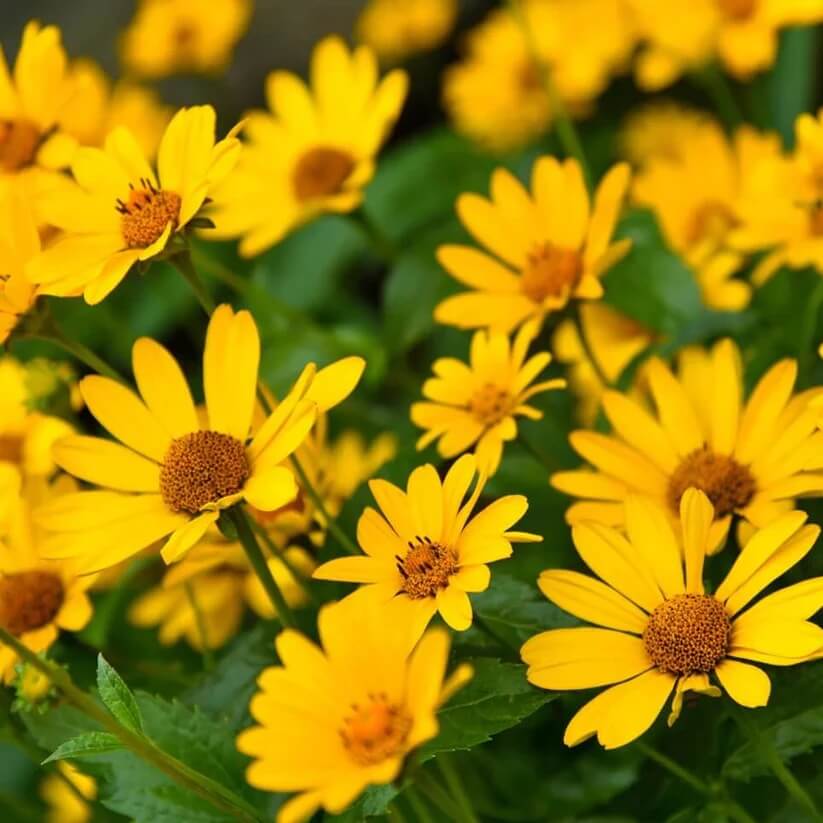 helianthus angustifolius seeds