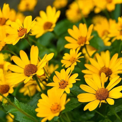 helianthus angustifolius seeds