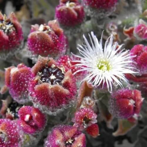 iceplant Mesembryanthemum crystallinum  Seeds