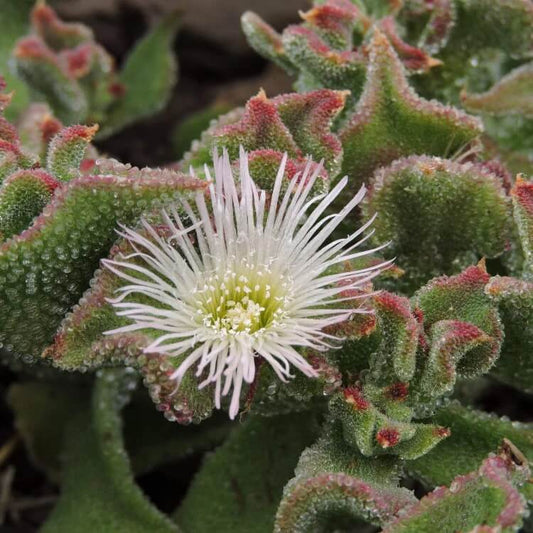 iceplant Mesembryanthemum crystallinum  Seeds