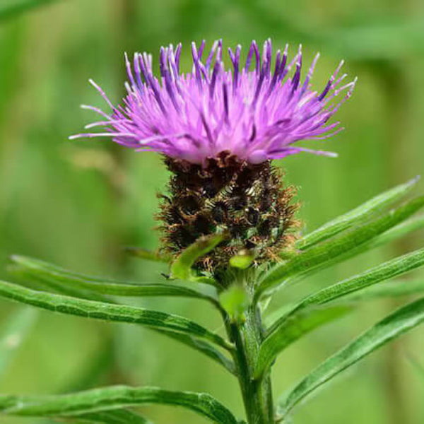 Organic Milk Thistle Seeds - Herbal Plant