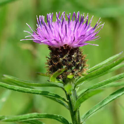 Organic Milk Thistle Seeds - Herbal Plant