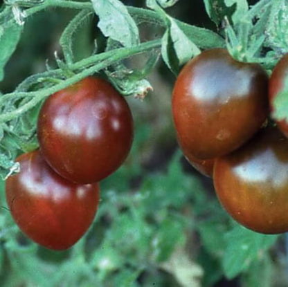 Black Prince Tomato Seeds - Vegetable Plant