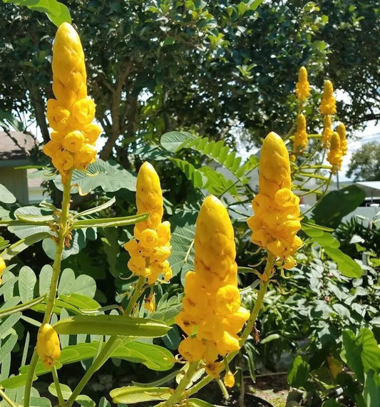 Candle Bush Seeds - Herbal Plant