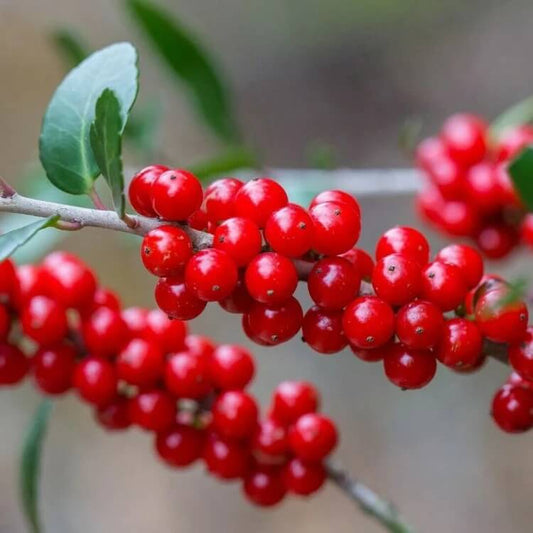 ilex vomitoria seeds