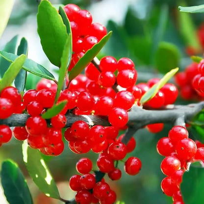 ilex vomitoria seeds