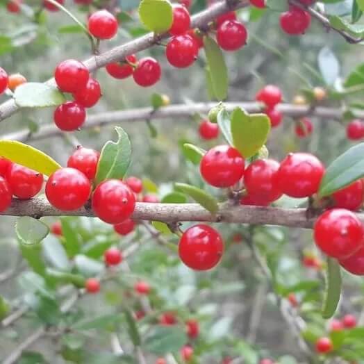 ilex vomitoria seeds