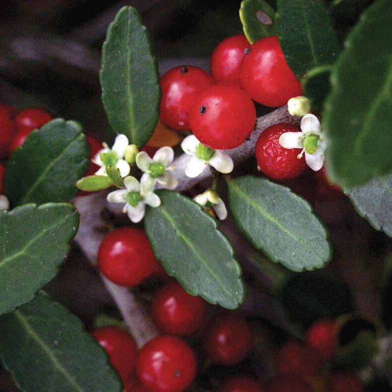 ilex vomitoria seeds