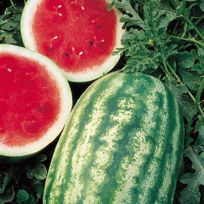 Organic Watermelon Seeds - Fruit Plant