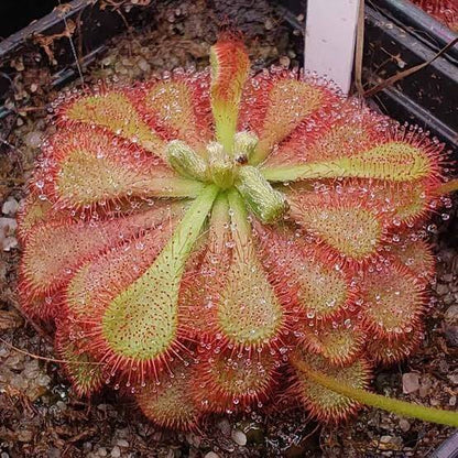 Sub-Tropical Sundew Mix Seeds – Carnivorous Plant Seeds for Home Gardens